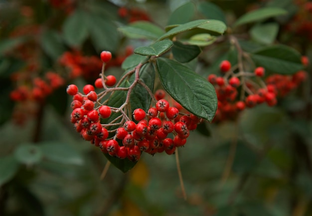 Bayas rojas maduras y jugosas en el parque de otoño rowan berrie mountain ash sorbus frutos comestibles amados por las aves