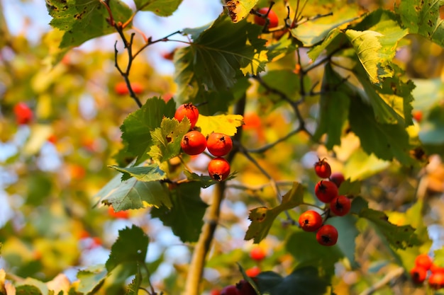 Bayas rojas maduras de la planta Crataegus laevigata. Espino de Midland, frutos de mayflower en el parque de otoño.