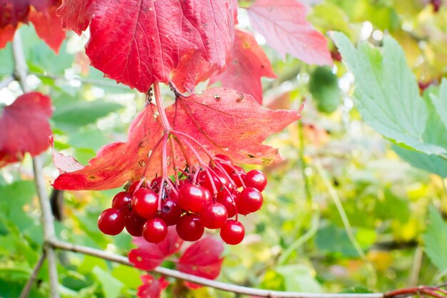 Bayas rojas maduras de viburnum salvaje agrio.