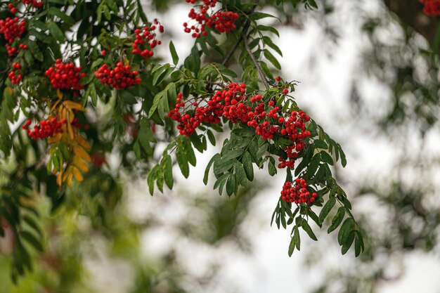 Foto bayas rojas en la planta