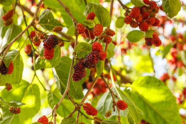 Bayas rojas y púrpuras maduras de la mora en un árbol frutal bajo el sol brillante