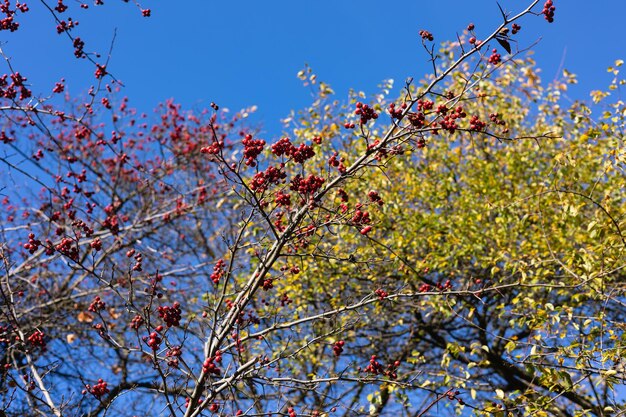 Foto bayas rojas en las ramas contra un cielo azul