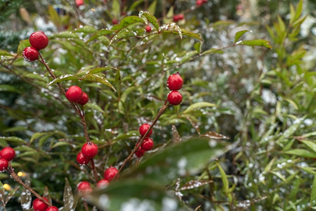 Bayas rojas en ramas nevadas.