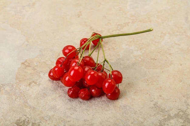 Bayas rojas sabrosas y jugosas de Viburnum