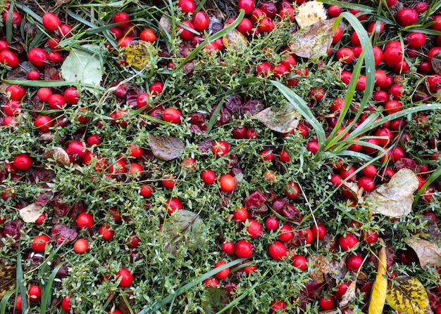 Bayas rojas en el suelo en otoño hierba otoño vista superior de fondo