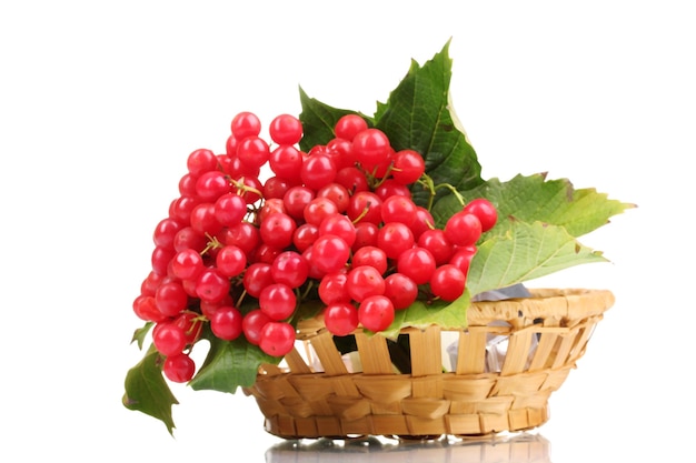 Bayas rojas de viburnum en canasta aislado en blanco