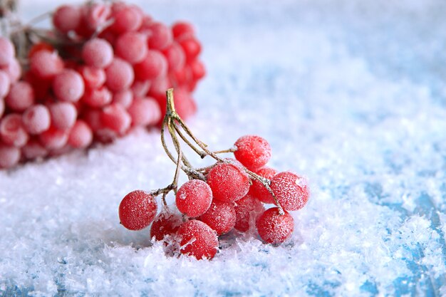 Bayas rojas de viburnum con cristales de hielo, sobre fondo azul.