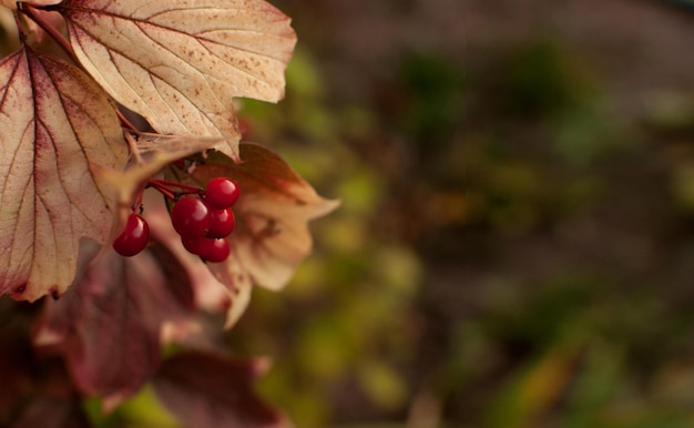 Bayas rojas de viburnum en un fondo borroso con un lugar para texto en forma de pancarta