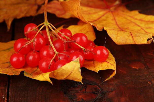 Bayas rojas de viburnum con hojas amarillas sobre fondo de madera