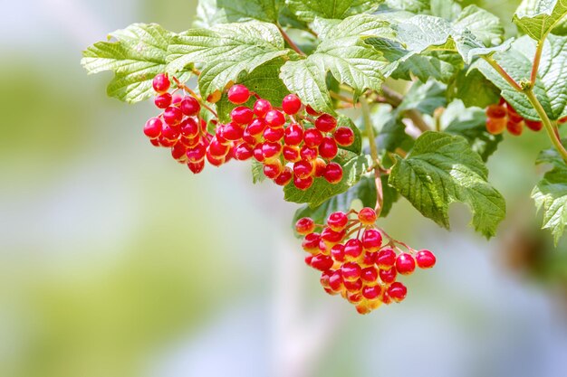 Las bayas rojas del viburnum maduran en una rama