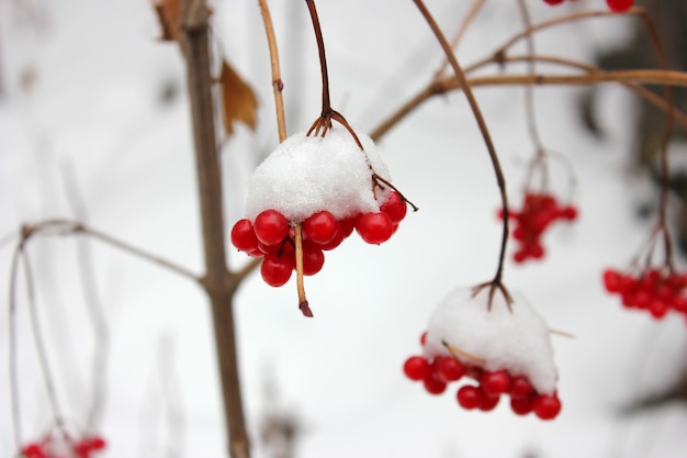 Bayas rojas del viburnum en nieve en una rama