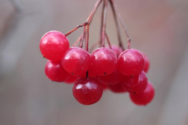 Bayas rojas de viburnum en rama en el jardín