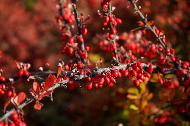 Bayas rojas de viburnum en las ramas