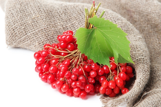 Bayas rojas de viburnum en una servilleta de cilicio, aislado en blanco