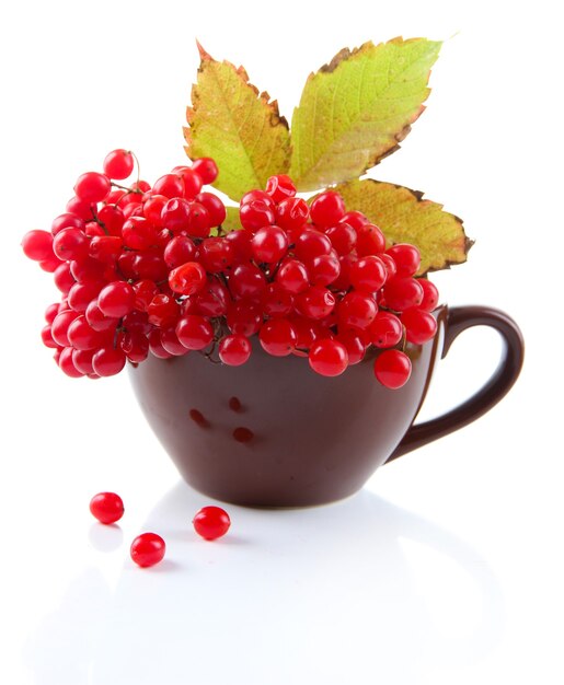 Bayas rojas de viburnum en taza, aislado en blanco