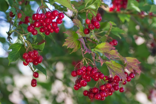 Bayas rojas del viburnum