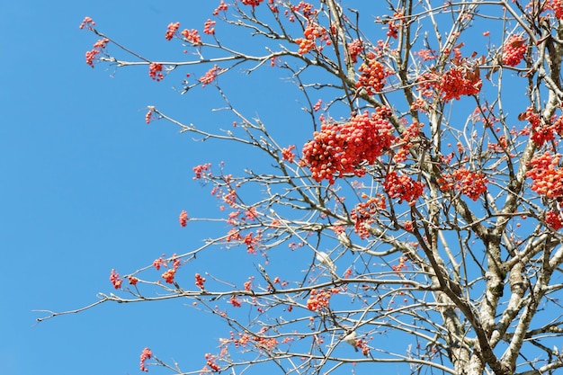 Foto bayas rojas vívidas de árbol de rowan sin hojas en invierno en españa