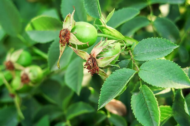 Las bayas de rosa mosqueta verdes jóvenes crecen en un arbusto de rosa mosqueta. concepto de cultivo de rosas silvestres