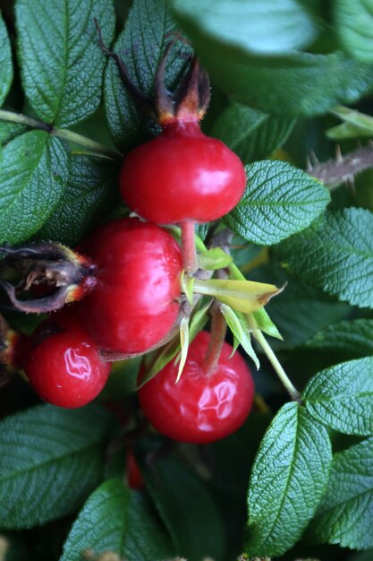 Bayas de rosa roja en otoño