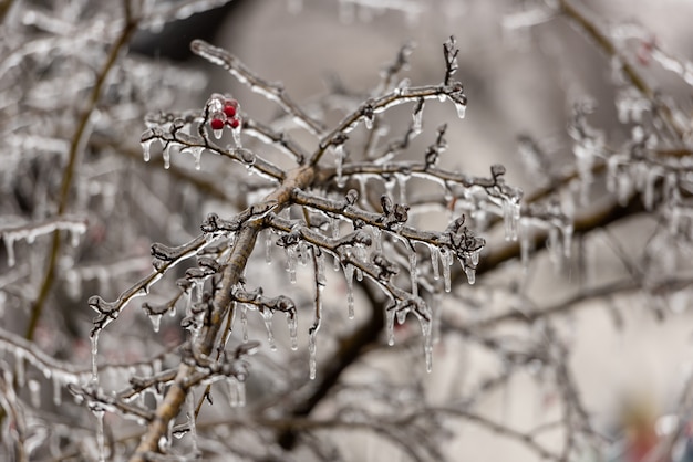 Bayas de rosa roja y ramas de árboles cubiertas de hielo.