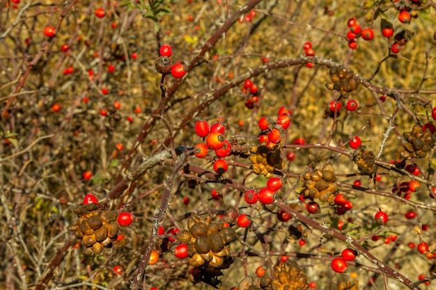 Bayas de rosas rojas en el arbusto en otoño