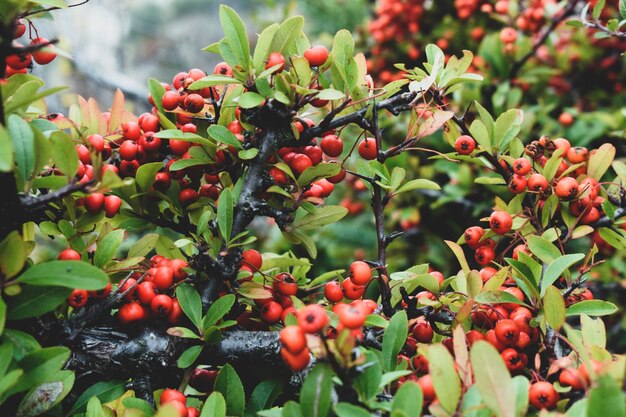 Bayas de rowan en las ramas de un arbusto