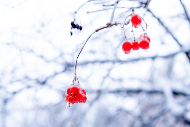 Bayas de serbal congeladas de invierno en la naturaleza enfoque selectivo belleza de la naturaleza de invierno bayas rojas congeladas