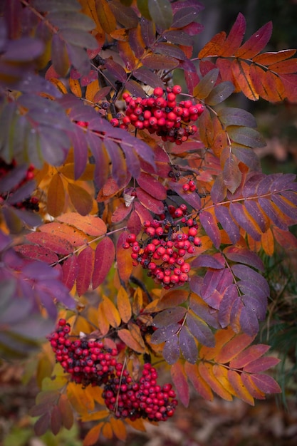 Bayas de serbal maduras y hojas de serbal coloridas en otoño Planta medicinal Belleza de la naturaleza Fondo de otoño