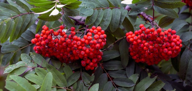 Bayas de serbal maduras en ramas entre hojas verdes Planta medicinal Belleza de la naturaleza