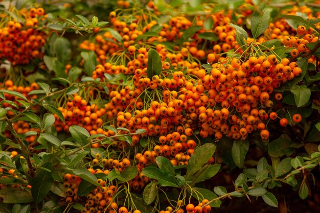 Bayas de serbal naranjas en un primer plano de arbusto