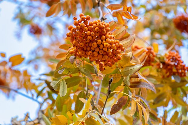 Bayas de serbal en una rama con hojas amarillas en otoño