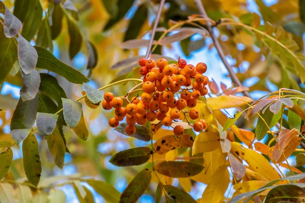 Bayas de serbal en una rama con hojas amarillas en otoño