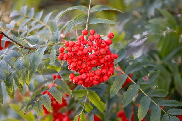 Bayas de serbal rojas en un árbol de cerca