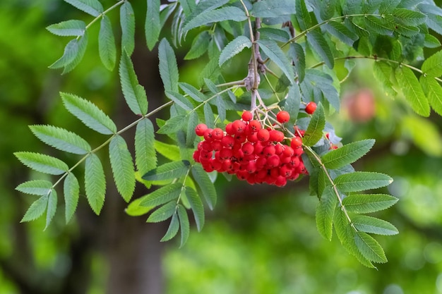 Bayas de serbal rojas en un árbol de cerca