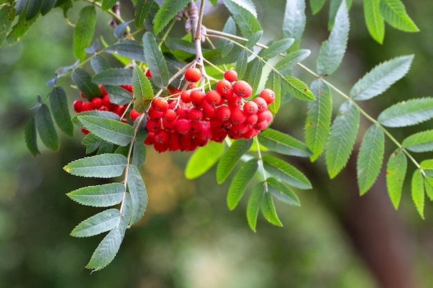 Bayas de serbal rojas en un árbol de cerca