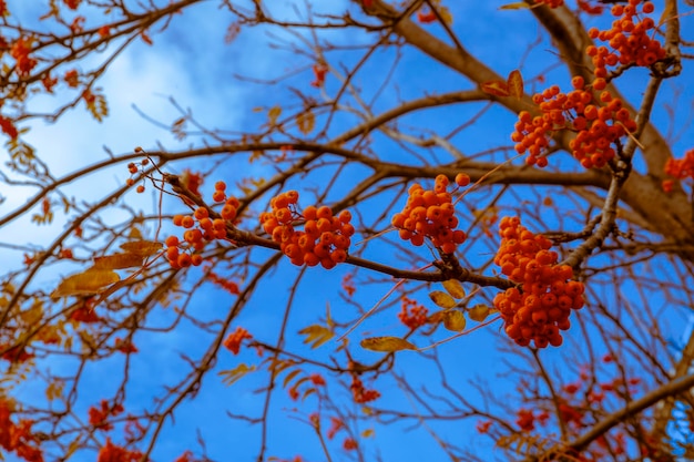 Bayas de serbal rojas brillantes contra un cielo azul Planta medicinal La belleza de la naturaleza