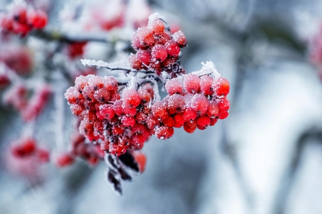 Bayas de serbal rojas cubiertas de escarcha en un árbol en invierno