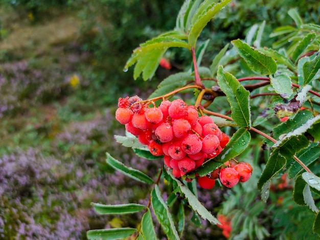 Bayas de serbal rojo en el bosque