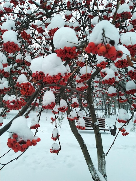 Bayas de serbal rojo en la nieve