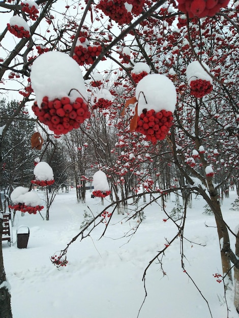 Bayas de serbal rojo en la nieve