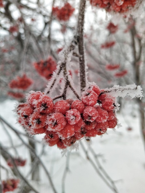 Bayas de serbal rojo en la nieve