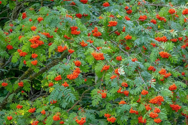 Bayas de serbal rojo en verano en un árbol