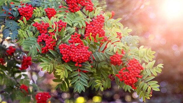 Bayas de serbal rojo en verano en un árbol