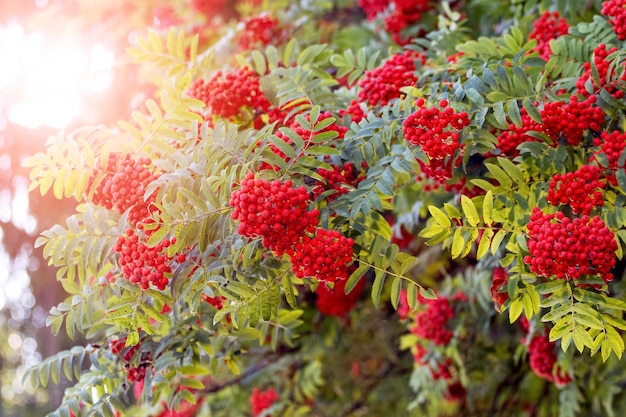 Bayas de serbal rojo en verano en un árbol