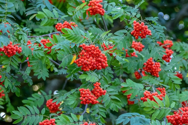 Bayas de serbal rojo en verano en un árbol