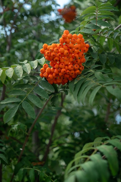 Bayas de serbal