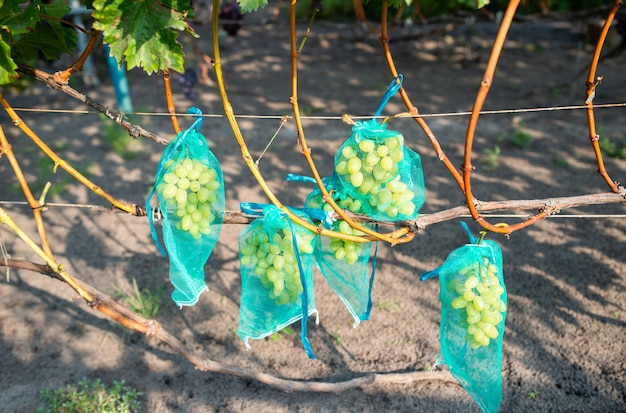 Bayas de uva verde maduras en tejido de malla creciendo en rama