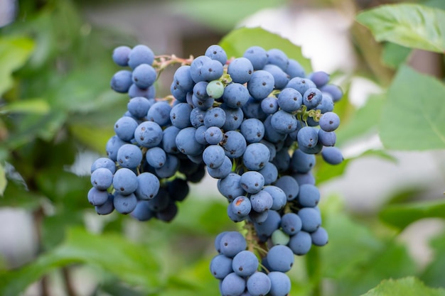 Bayas de uvas azules silvestres y hojas verdes