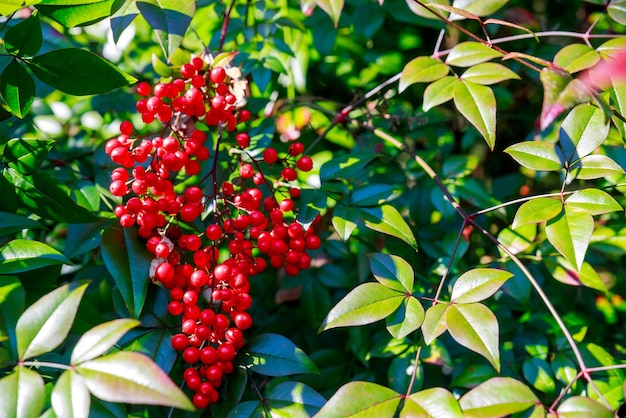 Bayas venenosas rojas en el árbol Cerrar