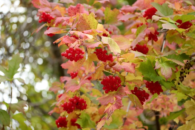 Bayas de Viburnum en arbustos en otoño Gilaburu